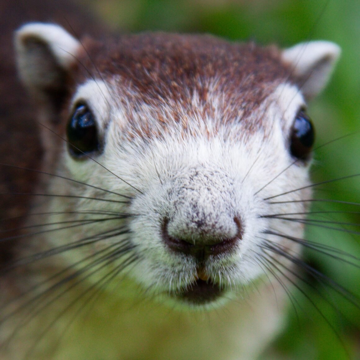 One of Meta’s Offices Was Briefly Overtaken by a Rogue Squirrel